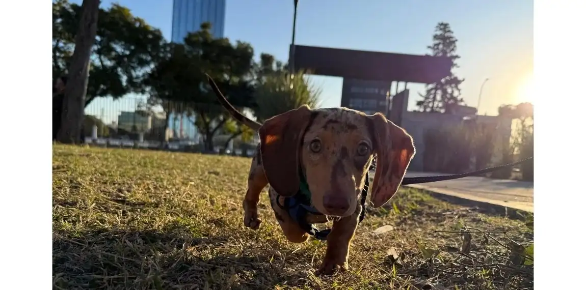 Dachshund destacado de Salchichas de la Realeza