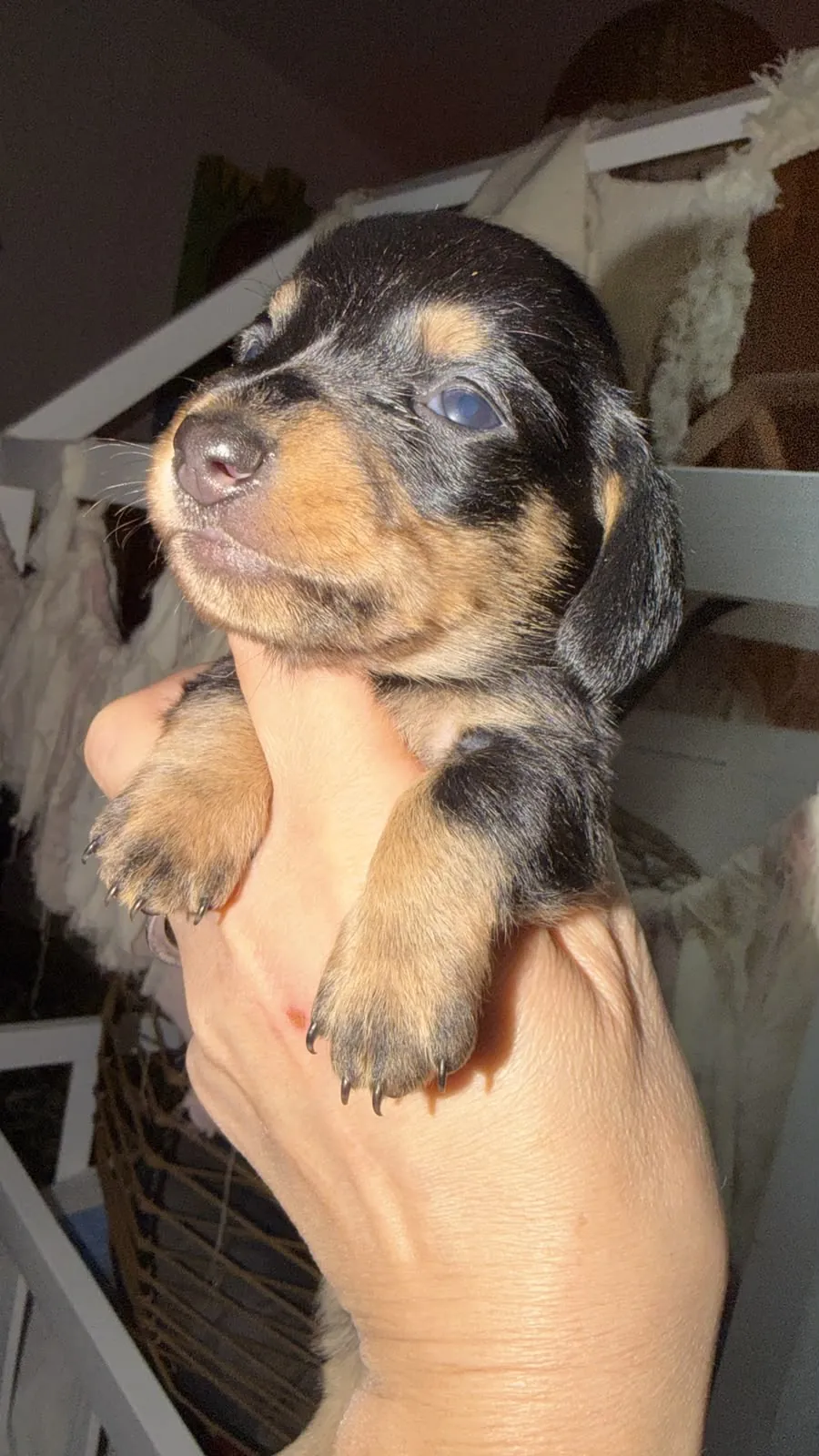 Balthazar, machito negro y fuego de pelo corto