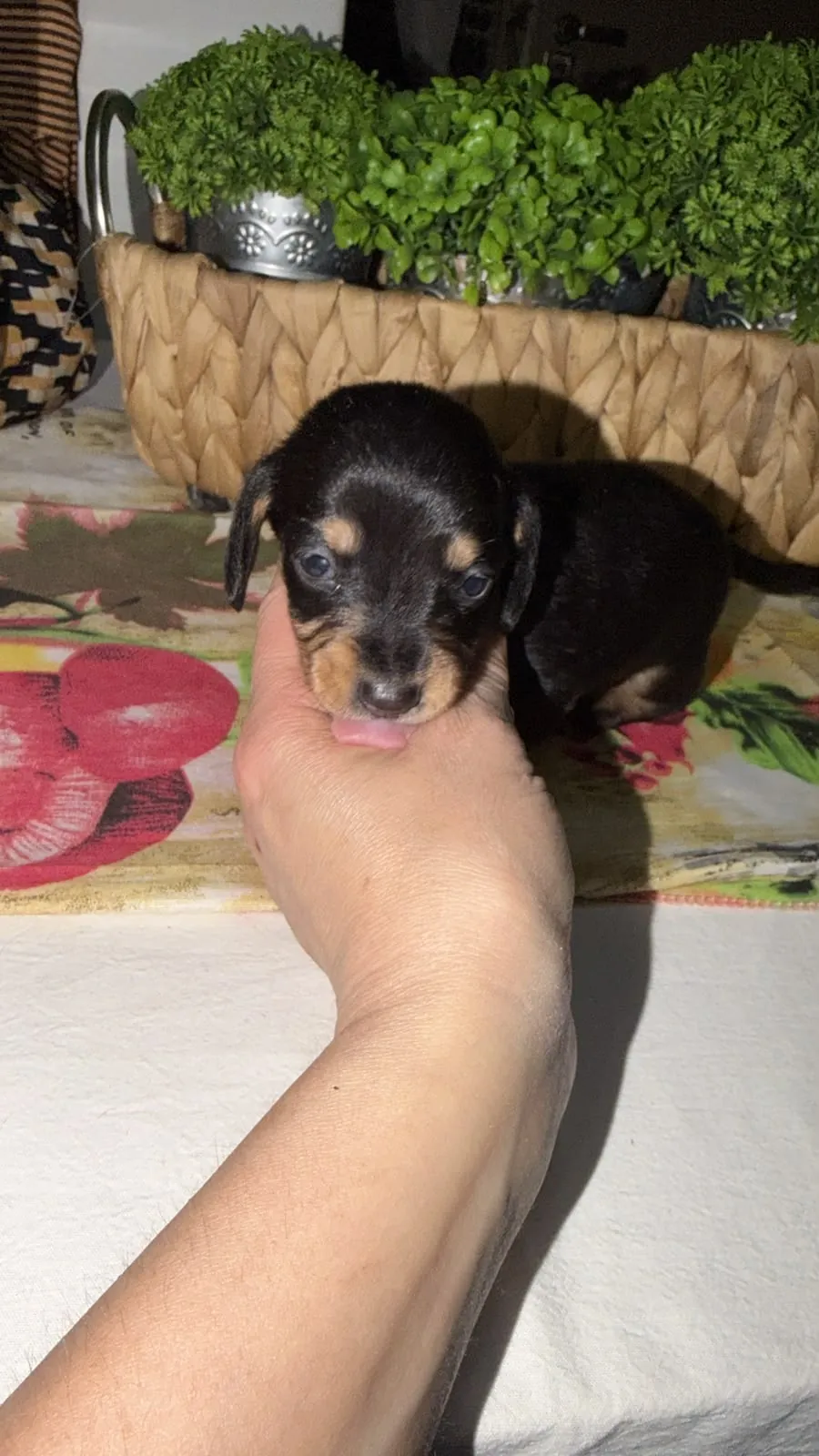 Balthazar, machito negro y fuego de pelo corto (Camada Realeza). Foto 4