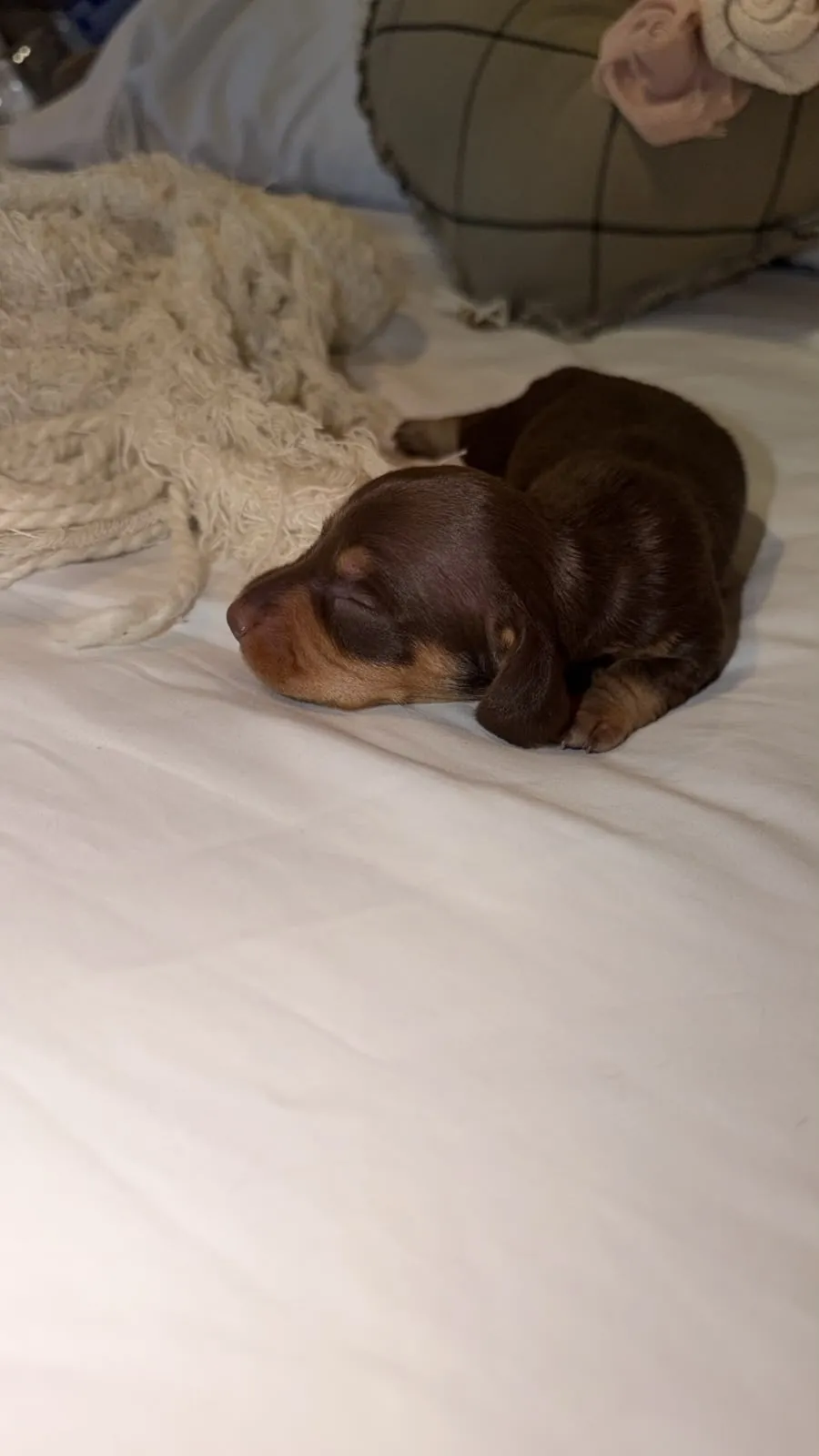 Alexander, machito chocolate sólido de pelo corto (Camada Realeza). Foto 6
