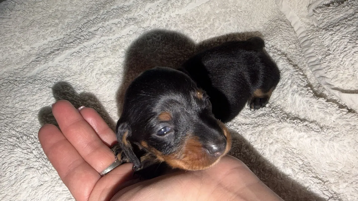 Maximilian, machito negro y fuego de pelo largo. Foto 1
