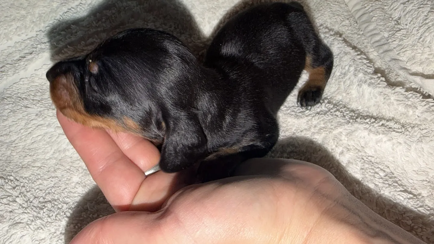 Maximilian, machito negro y fuego de pelo largo. Foto 4