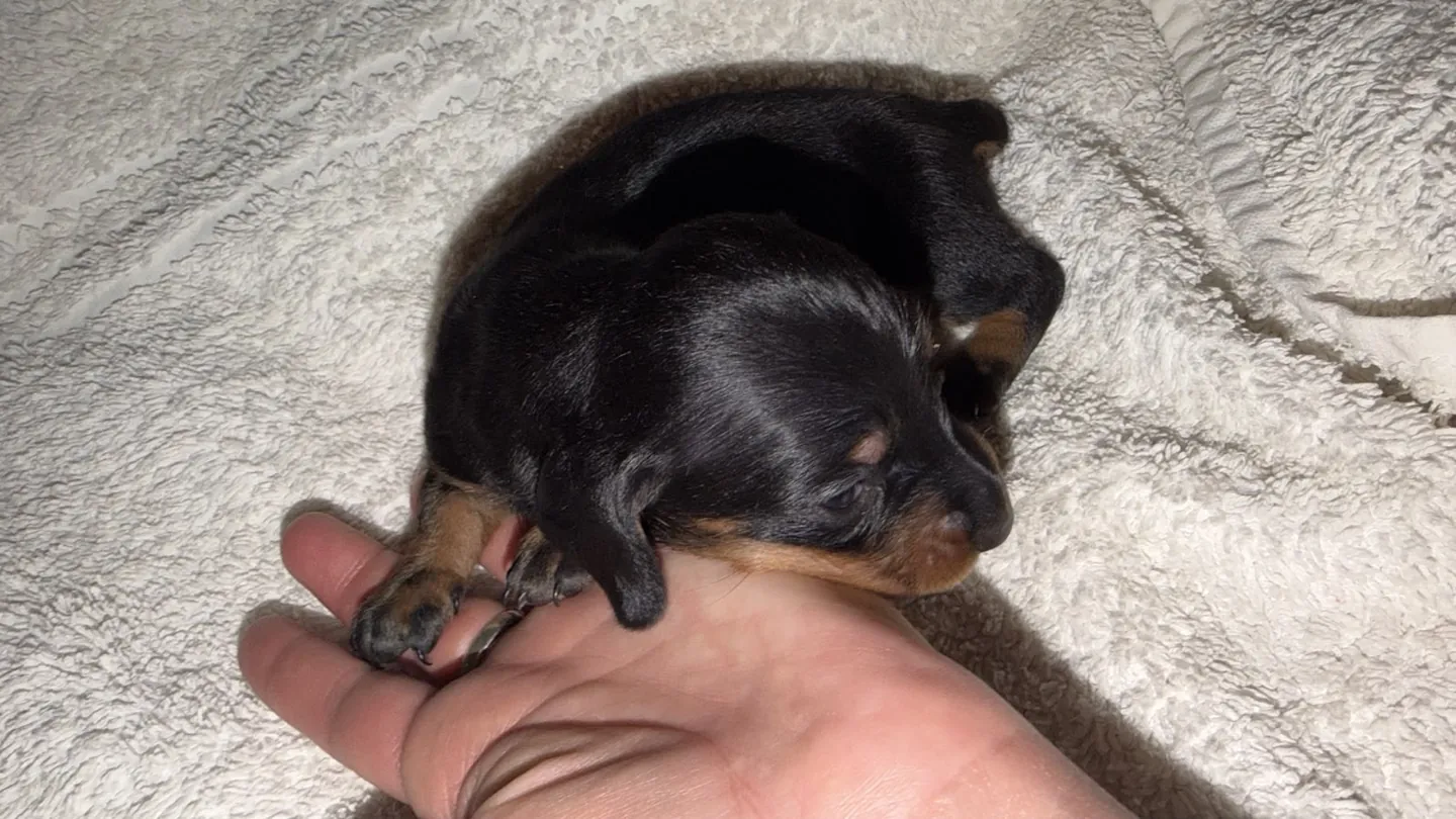 Maximilian, machito negro y fuego de pelo largo. Foto 5