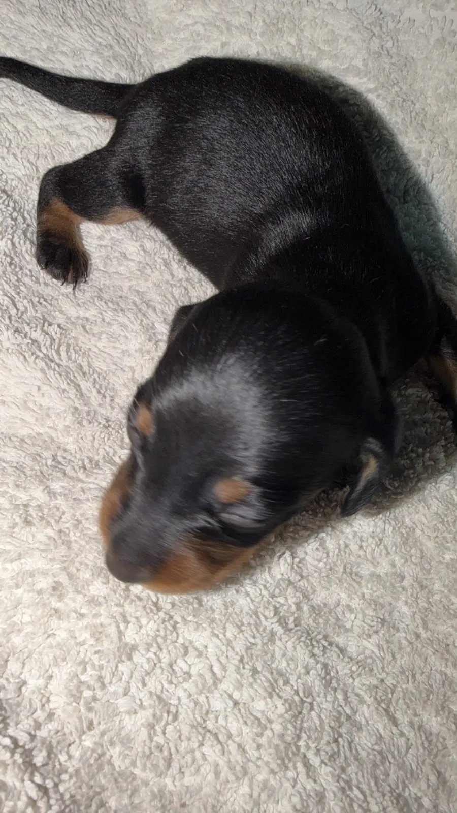 Maximilian, machito negro y fuego de pelo largo. Foto 6