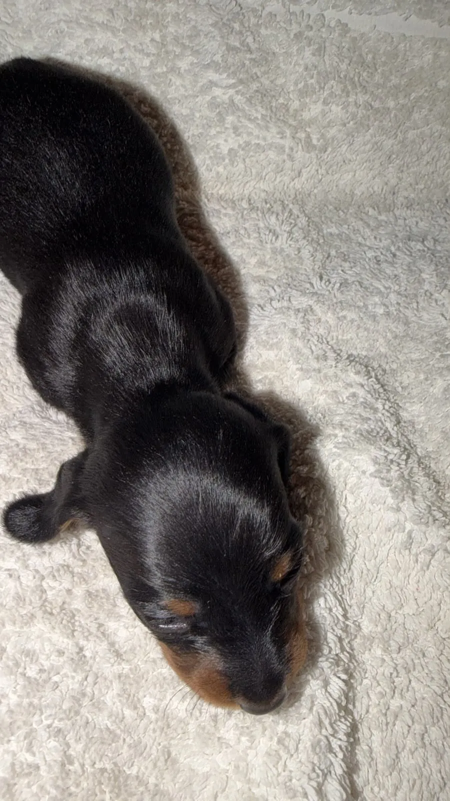 Maximilian, machito negro y fuego de pelo largo. Foto 7
