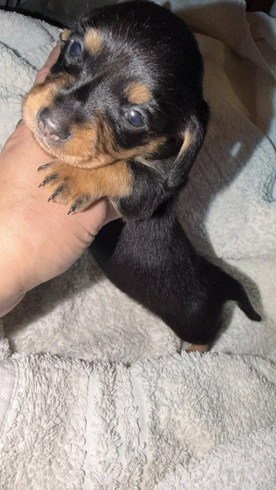 Arabella, hembrita negro y fuego de pelo largo