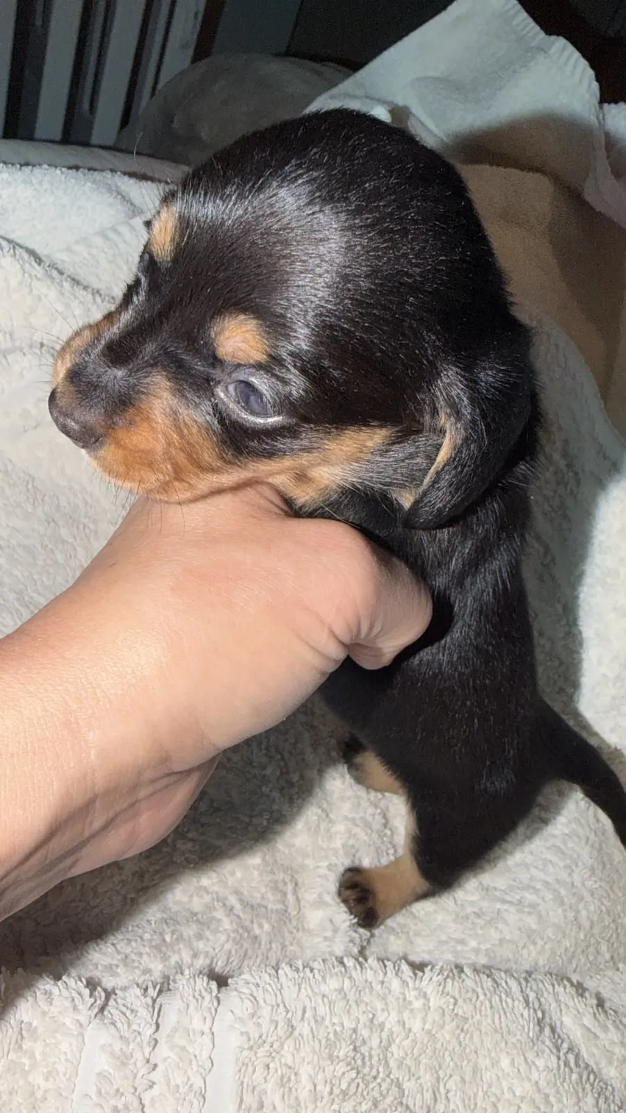 Arabella, hembrita negro y fuego de pelo largo. Foto 4