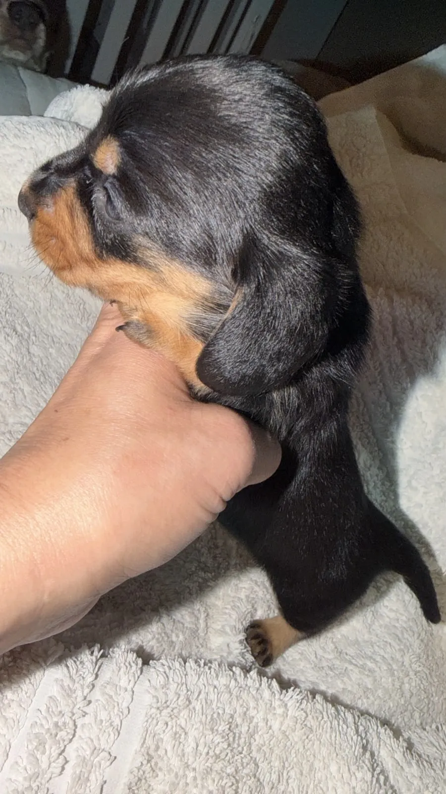Arabella, hembrita negro y fuego de pelo largo. Foto 6