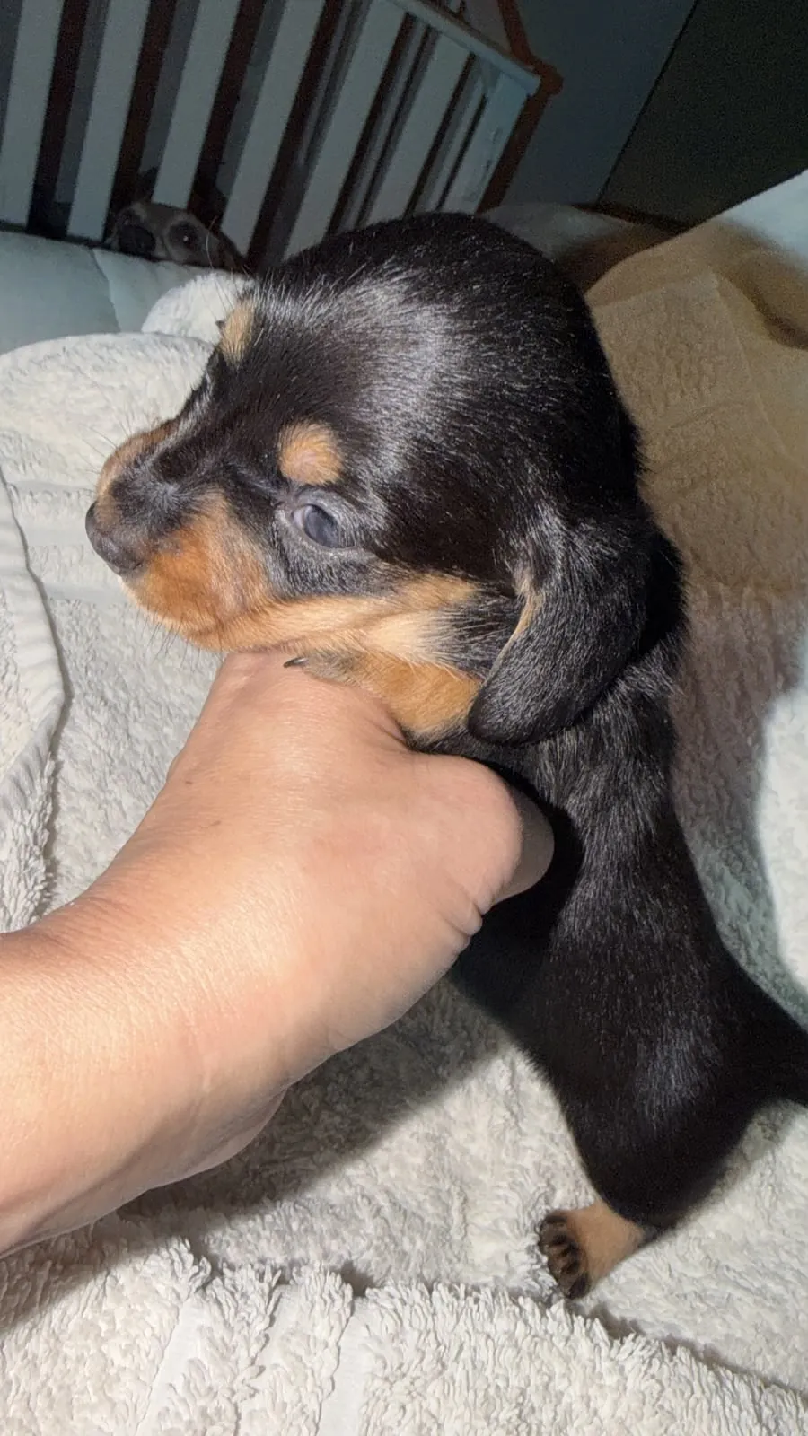 Arabella, hembrita negro y fuego de pelo largo. Foto 7
